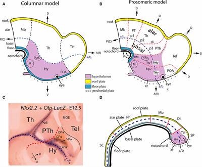 Developmental Genes and Malformations in the Hypothalamus